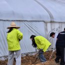 여주택시노동조합 | [3GO농활단] 농촌일손여행 - 여주편