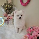 하리스펫 이미지