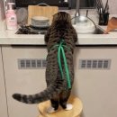 쭈노치킨 석사점 이미지