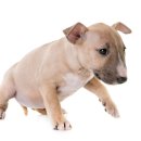 서산동물병원 이미지