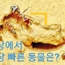 세상에서 가장 빠른 동물은 이미지