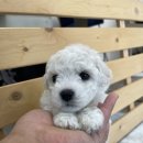 베이비멍 이미지