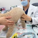 24시청담우리동물병원 | 강아지 슬개골탈구 수술 검진 받고 왔어요 청담 우리동물병원