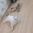 행운냥이 이미지