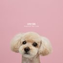 릴리리독 이미지