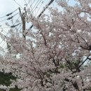 중앙동110 | [안산|중앙동] 중앙역 근처 고퀄리티 일본식 야끼니꾸 무한리필 집 후기 [호르몬치치]