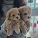 광주강아지분양 블랑펫 이미지