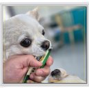 아이조아요양보호소 동탄점 | 화성강아지 입양 보호소에서 데려왔어요