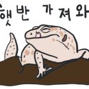 게코집
