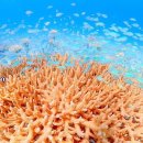 산호 이미지