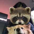 카밍광택 손세차 이미지