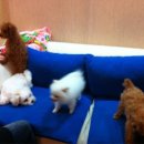 강아지 세상 이미지