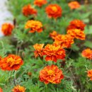 더바다앤 이미지