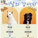 8월의 강아지 이미지
