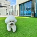 털로덮인친구들 수원매교점 네이버블로그