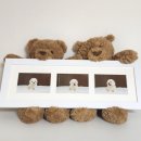 디어베어켄넬 이미지