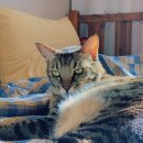 용이비인후과의원 이미지