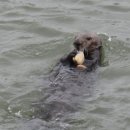 해달 [Sea Otter, 海獺] 이미지