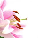 이른봄의 서정 이미지