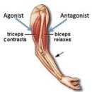 휴 휘트니스(골프) 이미지