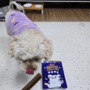 농업회사법인(주)태백사료 | 기호성 좋고 알러지 없는 강아지 치석제거껌 오아이오덴탈케어츄