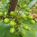 승연농장 이미지