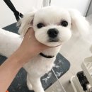 참견(犬) 이미지