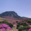 한라사 이미지