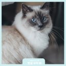 코네이스 이미지