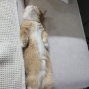 다다캣 네이버블로그