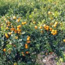 한스민박 이미지