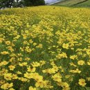 대산문화체육공원(파크골프장) | 낙동강 강바람에 일렁이는 대산문화 체육공원 금계국