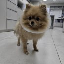 파크동물의료센터 이미지