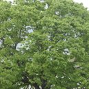 거창-신원-1 이미지