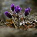 동강의 향기 이미지