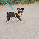 퍼피로비 이미지