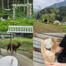 재교농장 | 가평 양떼목장 서울근교 데이트 1박2일 가평여행