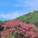 행림서원 | 효암서원, 논산지역 배롱나무꽃 7곳 릴레이 탐방!