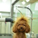 삐삐애견샵 이미지