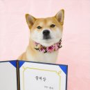 마이펫아카데미 이미지