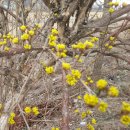 장골로가로수 이미지