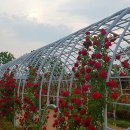 금강수변공원 숲바람장미원 이미지