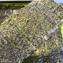 테스김밥 이미지