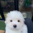 글로리 폭스 꼬똥 이미지