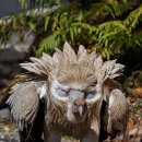 히말라야독수리 (Himalayan Griffon vulture, Gyps himalayensis) 이미지