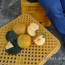명인2농장 Daum카페