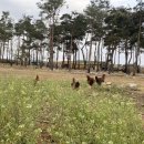 귀소농장 이미지