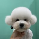 멍블리 펫살롱 이미지