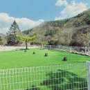 포시즌밸리계곡애견펜션 이미지