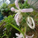 홍사초롱 이미지